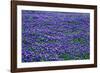 Field of bluebonnets in bloom Spring Willow City Loop Rd. TX-null-Framed Photographic Print