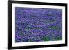 Field of bluebonnets in bloom Spring Willow City Loop Rd. TX-null-Framed Photographic Print