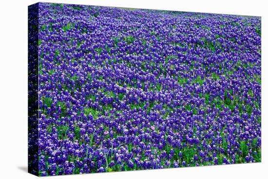 Field of bluebonnets in bloom Spring Willow City Loop Rd. TX-null-Stretched Canvas