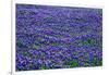 Field of bluebonnets in bloom Spring Willow City Loop Rd. TX-null-Framed Photographic Print