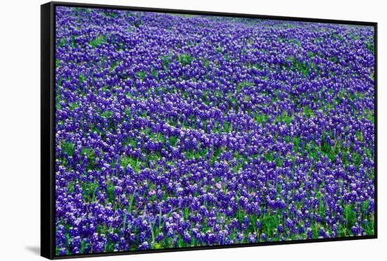 Field of bluebonnets in bloom Spring Willow City Loop Rd. TX-null-Framed Stretched Canvas