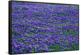 Field of bluebonnets in bloom Spring Willow City Loop Rd. TX-null-Framed Stretched Canvas