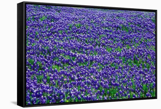 Field of bluebonnets in bloom Spring Willow City Loop Rd. TX-null-Framed Stretched Canvas