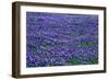 Field of bluebonnets in bloom Spring Willow City Loop Rd. TX-null-Framed Photographic Print