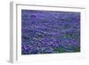 Field of bluebonnets in bloom Spring Willow City Loop Rd. TX-null-Framed Photographic Print