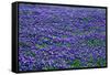 Field of bluebonnets in bloom Spring Willow City Loop Rd. TX-null-Framed Stretched Canvas