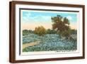 Brown Frame