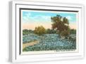 White Frame