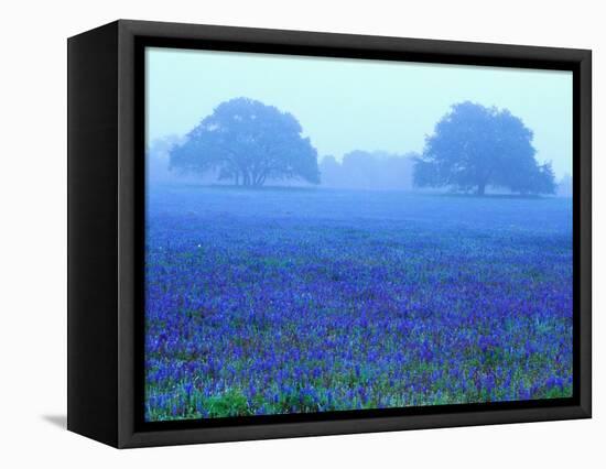 Field of Bluebonnets-Darrell Gulin-Framed Stretched Canvas