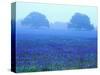 Field of Bluebonnets-Darrell Gulin-Stretched Canvas