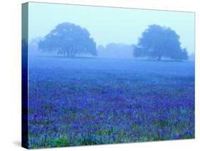 Field of Bluebonnets-Darrell Gulin-Stretched Canvas