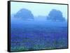 Field of Bluebonnets-Darrell Gulin-Framed Stretched Canvas