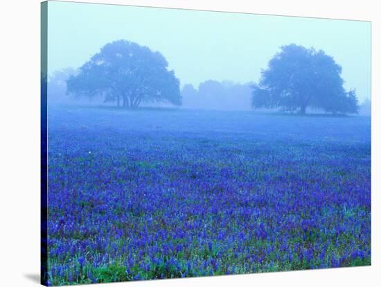 Field of Bluebonnets-Darrell Gulin-Stretched Canvas