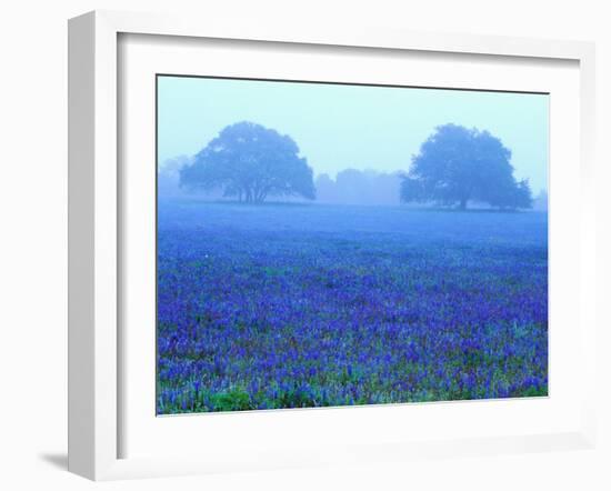 Field of Bluebonnets-Darrell Gulin-Framed Premium Photographic Print