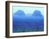 Field of Bluebonnets-Darrell Gulin-Framed Photographic Print