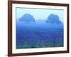 Field of Bluebonnets-Darrell Gulin-Framed Photographic Print