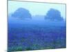 Field of Bluebonnets-Darrell Gulin-Mounted Photographic Print