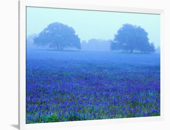 Field of Bluebonnets-Darrell Gulin-Framed Photographic Print