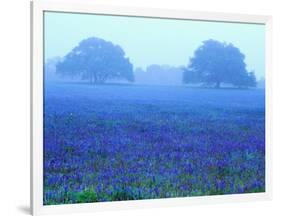 Field of Bluebonnets-Darrell Gulin-Framed Photographic Print