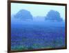 Field of Bluebonnets-Darrell Gulin-Framed Photographic Print