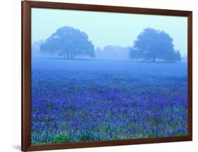 Field of Bluebonnets-Darrell Gulin-Framed Photographic Print