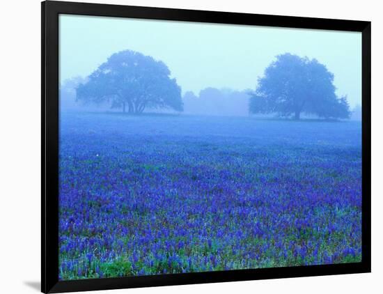 Field of Bluebonnets-Darrell Gulin-Framed Photographic Print