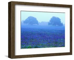 Field of Bluebonnets-Darrell Gulin-Framed Photographic Print