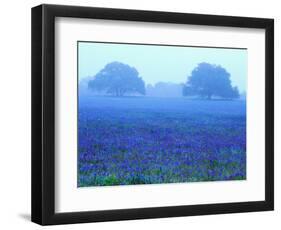 Field of Bluebonnets-Darrell Gulin-Framed Photographic Print