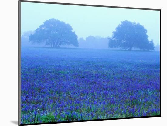 Field of Bluebonnets-Darrell Gulin-Mounted Photographic Print