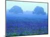 Field of Bluebonnets-Darrell Gulin-Mounted Photographic Print