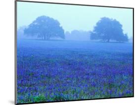 Field of Bluebonnets-Darrell Gulin-Mounted Photographic Print