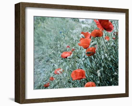 Field of Bright Red Corn Poppy Flowers in Summer-Tetyana Kochneva-Framed Photographic Print