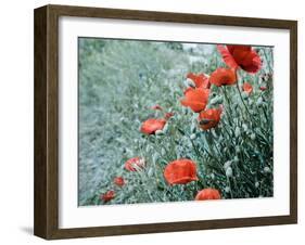 Field of Bright Red Corn Poppy Flowers in Summer-Tetyana Kochneva-Framed Photographic Print