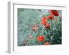 Field of Bright Red Corn Poppy Flowers in Summer-Tetyana Kochneva-Framed Photographic Print