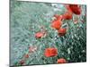 Field of Bright Red Corn Poppy Flowers in Summer-Tetyana Kochneva-Mounted Photographic Print
