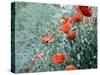 Field of Bright Red Corn Poppy Flowers in Summer-Tetyana Kochneva-Stretched Canvas