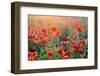 Field of Bright Red Corn Poppy Flowers in Summer-Volodymyr Burdiak-Framed Photographic Print