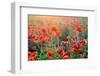 Field of Bright Red Corn Poppy Flowers in Summer-Volodymyr Burdiak-Framed Photographic Print