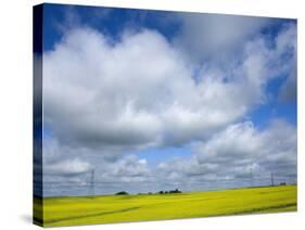 Field of Canola Near Washburn, North Dakota, United States of America, North America-Richard Cummins-Stretched Canvas