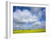 Field of Canola Near Washburn, North Dakota, United States of America, North America-Richard Cummins-Framed Photographic Print