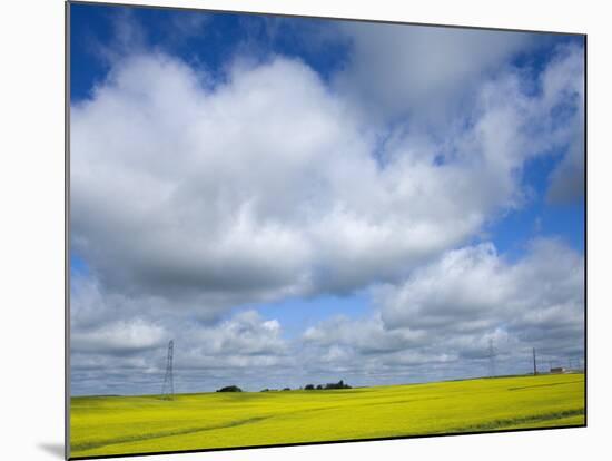 Field of Canola Near Washburn, North Dakota, United States of America, North America-Richard Cummins-Mounted Photographic Print