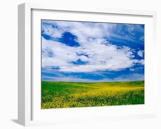 Field of Canola or Mustard flowers, Palouse Region, Washington, USA-Adam Jones-Framed Premium Photographic Print