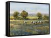 Field of Cattle I-Tim O'toole-Framed Stretched Canvas