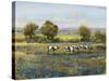 Field of Cattle I-Tim O'toole-Stretched Canvas