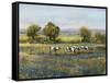 Field of Cattle I-Tim O'toole-Framed Stretched Canvas