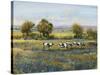 Field of Cattle I-Tim O'toole-Stretched Canvas