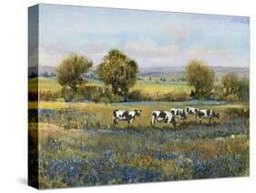 Field of Cattle I-Tim O'toole-Stretched Canvas