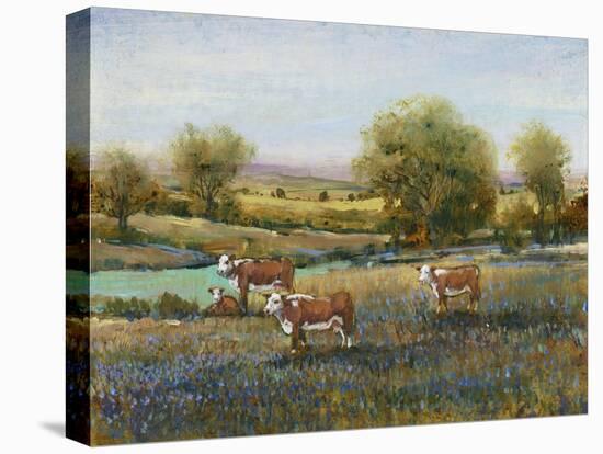 Field of Cattle II-Tim O'toole-Stretched Canvas
