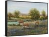 Field of Cattle II-Tim O'toole-Framed Stretched Canvas