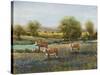 Field of Cattle II-Tim O'toole-Stretched Canvas